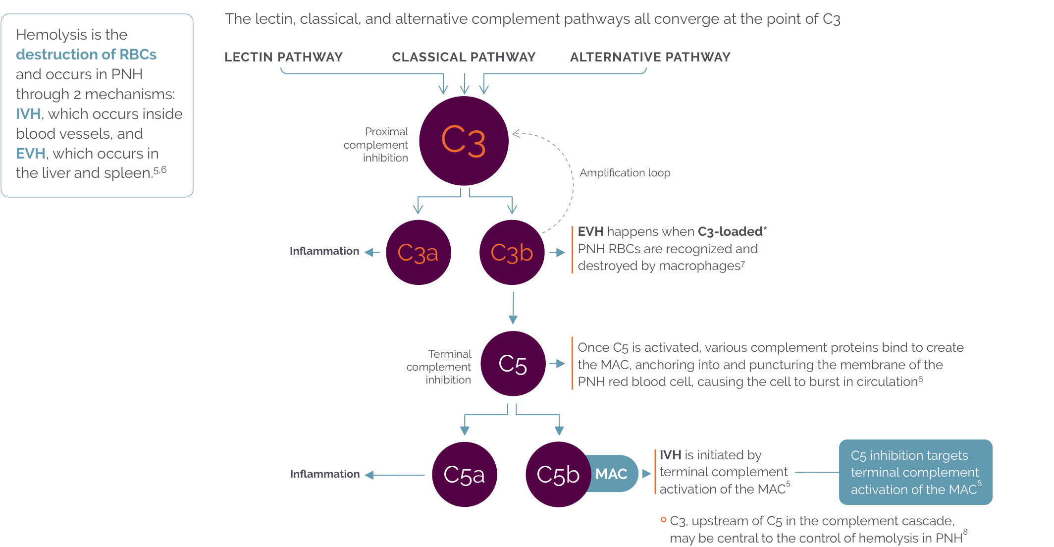 The lectin, classical, and alternative complement pathways all converge at the point of C3